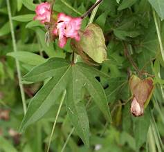 Gossypium arboreum